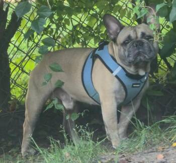 Diego -  French Bulldog Dog for Adoption in Walnutport, Pennsylvania - Diego | PetCurious