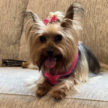 Rescue Yorkshire Terrier Dogs for Adoption in Lambertville, New Jersey - Willow | PetCurious