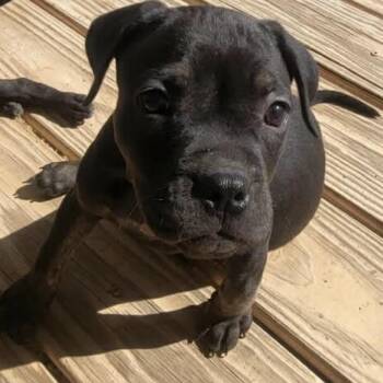 Pit Bull Terrier Dogs Available for Adoption - 235 (2026) Luke | PetCurious