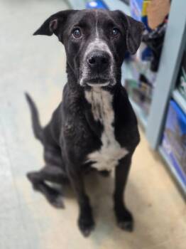 Emeril -  German Shorthaired Pointer Dog for Adoption in Danielsville, Georgia - Emeril | PetCurious
