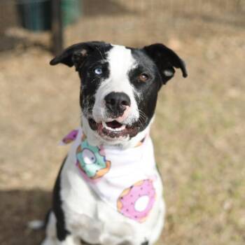 Catahoula Leopard Dog Dogs Available for Adoption - MARVELOUS MS MAISEL | PetCurious