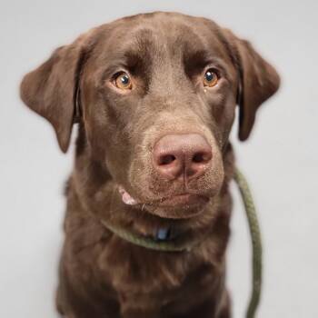 Bear -  Mixed Breed Dog for Adoption in Sarasota, Florida - Bear | PetCurious