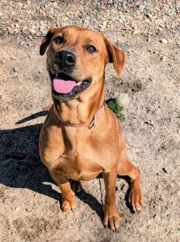 Tinkerbell -  Labrador Retriever Dog for Adoption in Colonial Heights, Virginia - Tinkerbell | PetCurious