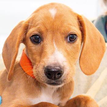 Mixed Breed Dogs Available for Adoption in Kennebunk, Maine - Debs *Avail By Appt* | PetCurious