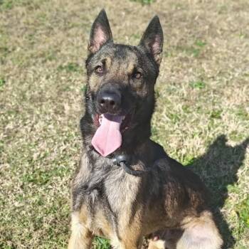 Rescue Shepherd and Belgian Shepherd Malinois Dogs for Adoption in Springdale, Arkansas - Grasshopper | PetCurious