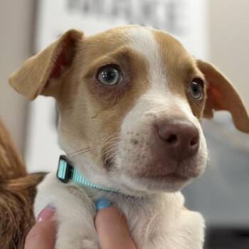 Jack Russell Terrier and Chihuahua Dogs Available for Adoption - Gabe | PetCurious