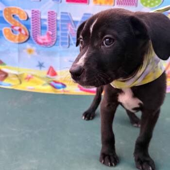 Boxer Dogs Available for Adoption in Aledo, Texas - Charlie | PetCurious
