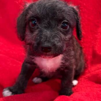 Star -*Available 6/20*Chino Hills Location* -  Poodle and Terrier Dog for Adoption in Chino Hills, California - Star -*Available 6/20*Chino Hills Location* | PetCurious