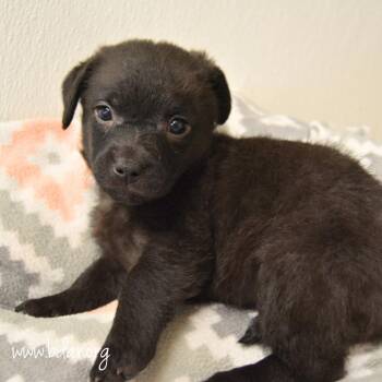 Burrito -  Chihuahua and Mixed Breed Dog for Adoption in Cheyenne, Wyoming - Burrito | PetCurious