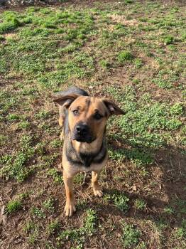 Sweetcakes -  Mixed Breed Dog for Adoption - Sweetcakes | PetCurious