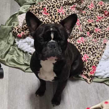 Charles -  French Bulldog Dog for Adoption in Waldorf, Maryland - Charles | PetCurious
