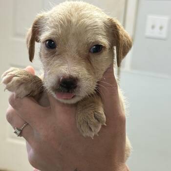 Donut Holes -  Mixed Breed Dog for Adoption in Columbia, South Carolina - Donut Holes | PetCurious
