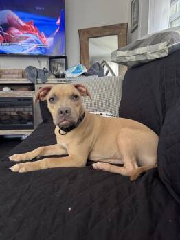 Rescue Labrador Retriever and Shepherd Dogs for Adoption in Randolph, Massachusetts - Wally | PetCurious