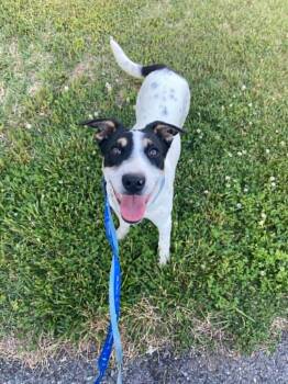 Riot -  Australian Cattle Dog Blue Heeler and Terrier Dog for Adoption in Pottstown, Pennsylvania - Riot | PetCurious