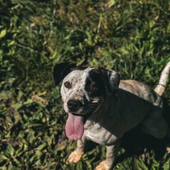 Luna -  German Shorthaired Pointer Dog for Adoption in Junction City, Kentucky - Luna | PetCurious