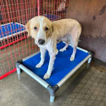 Umpire -  Border Collie Dog for Adoption in Madill, Oklahoma - Umpire | PetCurious