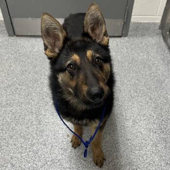 German Shepherd Dog Dogs Available for Adoption in Grand Rapids, Michigan - Jasmine | PetCurious
