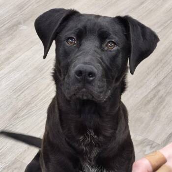 Jasper -  Labrador Retriever and Mixed Breed Dog for Adoption in West Point, Mississippi - Jasper | PetCurious