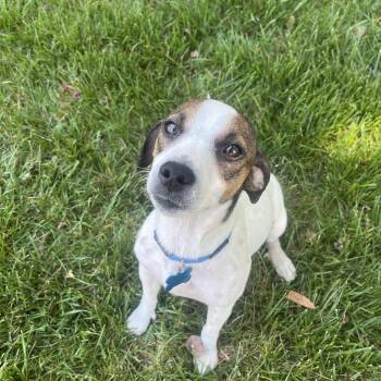 Jack Russell Terrier and Dachshund Dogs Available for Adoption in Rock Hill, South Carolina - Penny | PetCurious