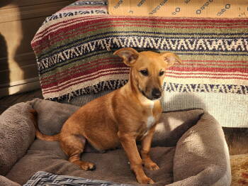 Rescue Dachshund Dogs for Adoption in Marine City, Michigan - Hank | PetCurious