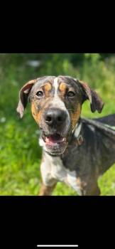 Rescue Mixed Breed Dogs for Adoption in Warren, Ohio - Link | PetCurious