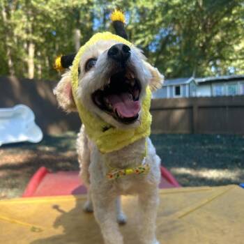 Hot Pocket -  Mixed Breed Dog for Adoption in Decatur, Georgia - Hot Pocket | PetCurious