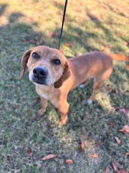 Rescue Beagle and Labrador Retriever Dogs for Adoption in Aiken, South Carolina - Cali (beagle) | PetCurious