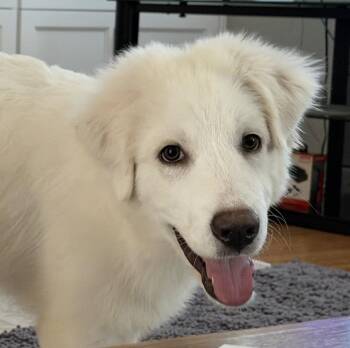 Fletcher -  Great Pyrenees Dog for Adoption in Houston, Texas - Fletcher | PetCurious