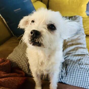 Gertie -  Mixed Breed Dog for Adoption in Wilsall, Montana - Gertie | PetCurious