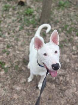 German Shepherd Dog Dogs Available for Adoption in Fort Wayne, Indiana - Noah | PetCurious