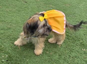 Millie -  Maltipoo Dog for Adoption in Fallbrook, California - Millie | PetCurious