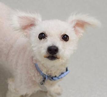 Genevieve -  Miniature Poodle Dog for Adoption in Pontiac, Michigan - Genevieve | PetCurious