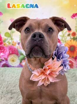 Mixed Breed Dogs Available for Adoption in Flint, Michigan - Lasagna | PetCurious