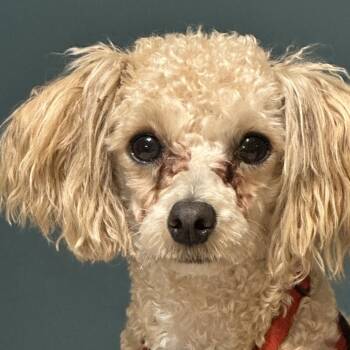 Rescue Havanese and Poodle Dogs for Adoption in Minneapolis, Minnesota - Irving | PetCurious