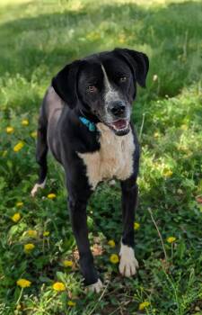 Rescue Jack Russell Terrier and Black Labrador Retriever Dogs for Adoption in Landrum, South Carolina - Oakley | PetCurious