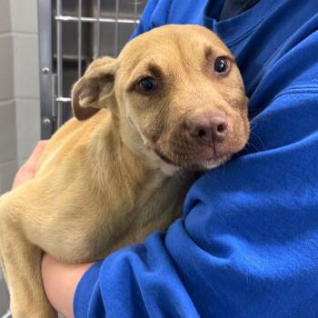 Terrier Dogs Available for Adoption in Montgomery, Alabama - Knight | PetCurious