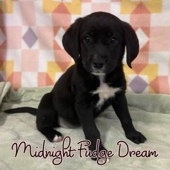 Midnight Fudge Dream -  Mixed Breed Dog for Adoption in Hillsboro, Ohio - Midnight Fudge Dream | PetCurious