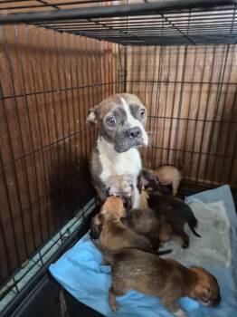 Vicky -  Boston Terrier and Mixed Breed Dog for Adoption in Shelby County, Texas - Vicky | PetCurious