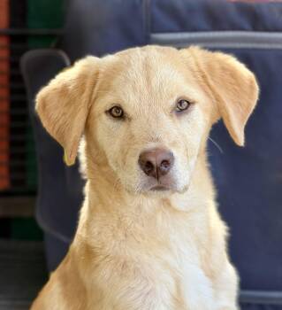 Glassie -  Yellow Labrador Retriever and Golden Retriever Dog for Adoption in Los Angeles, California - Glassie | PetCurious