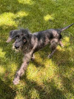 Artie -  Terrier Dog for Adoption in Buffalo, New York - Artie | PetCurious