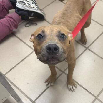 Steven -  Pit Bull Terrier Dog for Adoption in Starkville, Mississippi - Steven | PetCurious