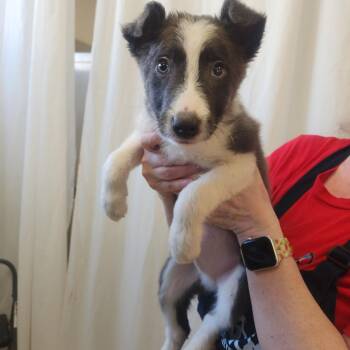 Border Collie Dogs Available for Adoption - Heartly 22360 | PetCurious