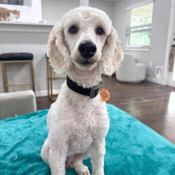 Lucius -  Miniature Poodle Dog for Adoption in Austin, Texas - Lucius | PetCurious