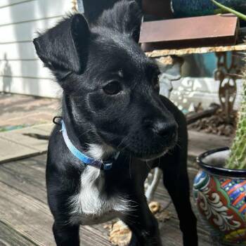 Rescue Labrador Retriever Dogs for Adoption in Lewisville, Indiana - Pippa | PetCurious