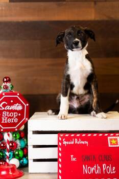 Rescue Plott Hound Dogs for Adoption in Brighton, Colorado - #1004-25 (Chip) | PetCurious