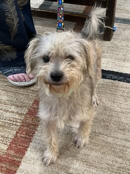 Jax -  Silky Terrier and Miniature Schnauzer Dog for Adoption in Bellaire, Texas - Jax | PetCurious