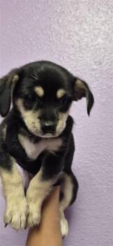 61535878 -  Chihuahua and Mixed Breed Dog for Adoption in El Paso, Texas - 61535878 | PetCurious