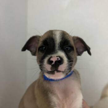 Kendrick -  Mixed Breed Dog for Adoption in Guaynabo, Guaynabo - Kendrick | PetCurious