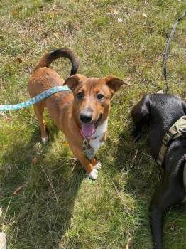 Rescue Mixed Breed Dogs for Adoption in Pembroke, Massachusetts - Mia | PetCurious