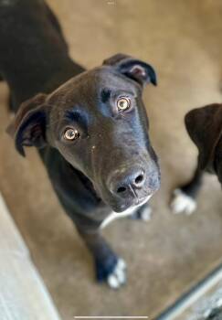 Allie -  Black Labrador Retriever Dog Available for Adoption in Tom Bean, Texas - Allie | PetCurious